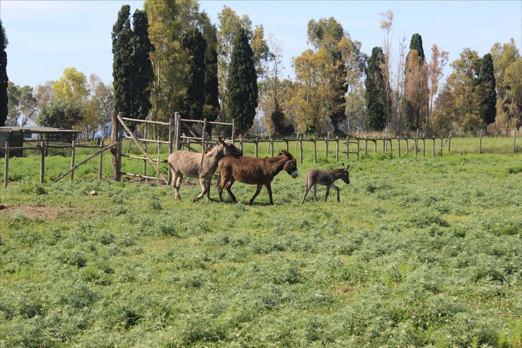 Podere Del Gesso Tarquinia Exterior foto